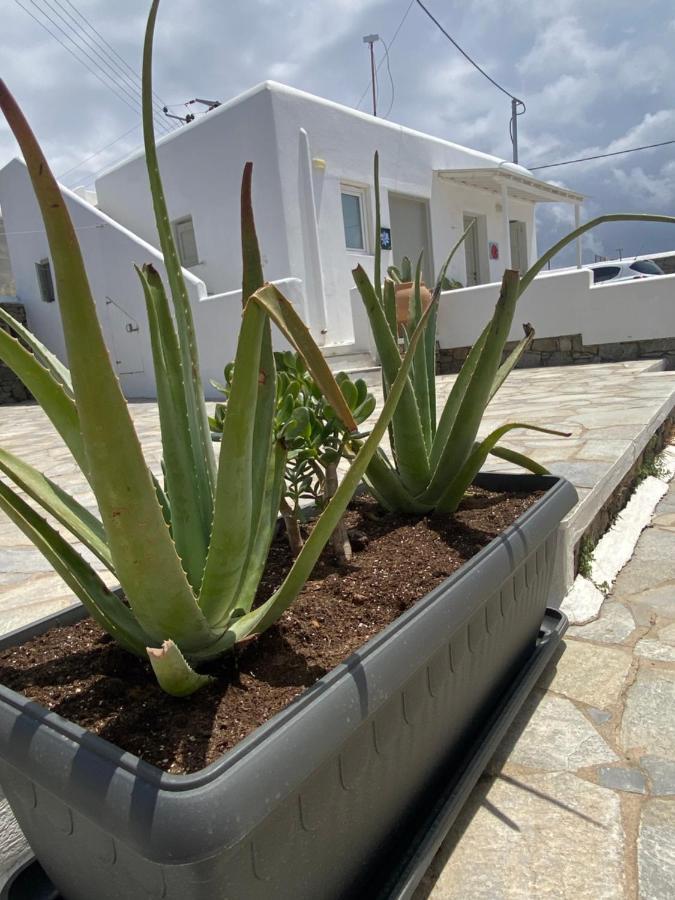 Sing And Blossom Accommodation Mykonos Town Eksteriør bilde